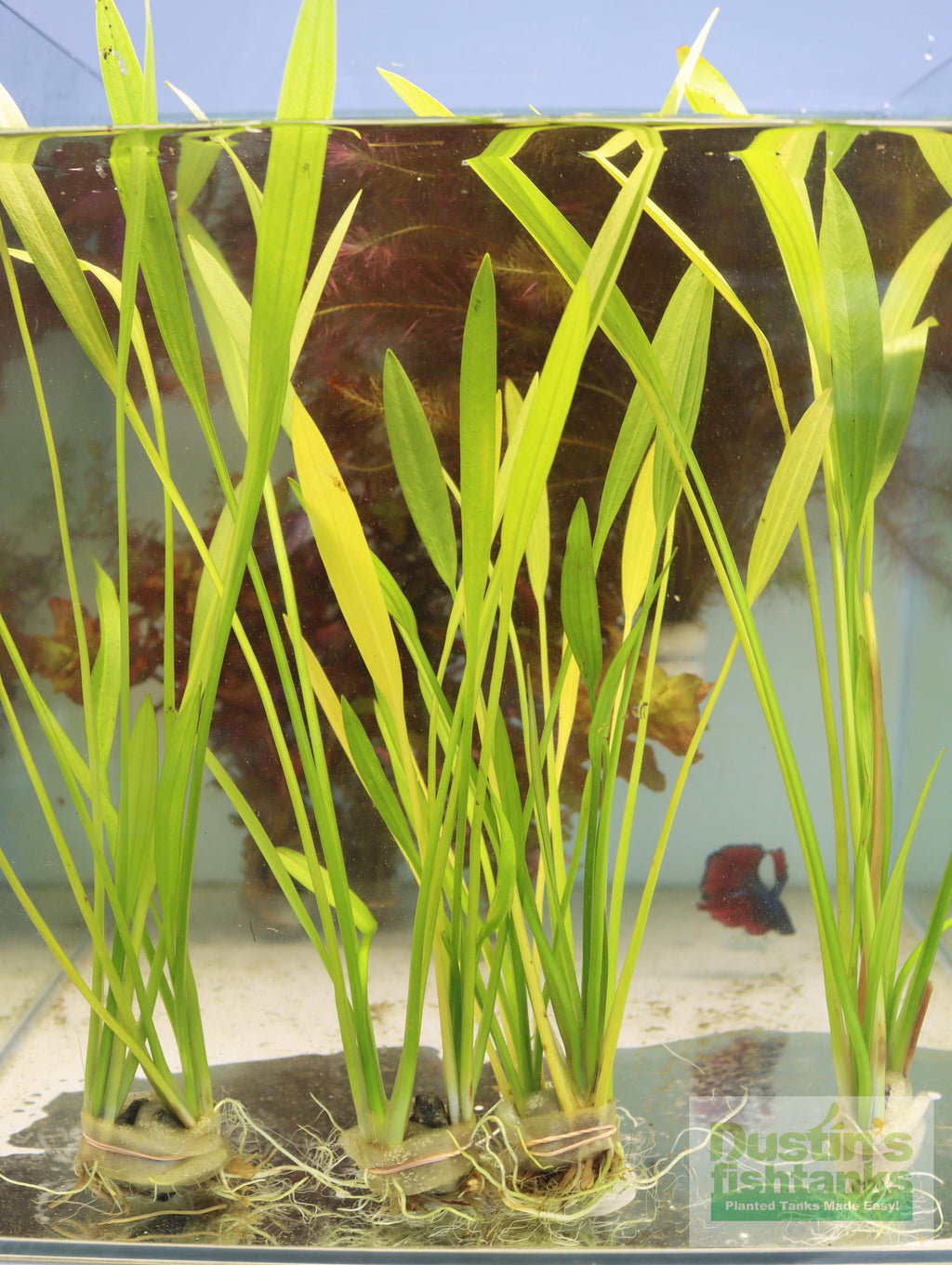 Live Aquarium Plant product image 6