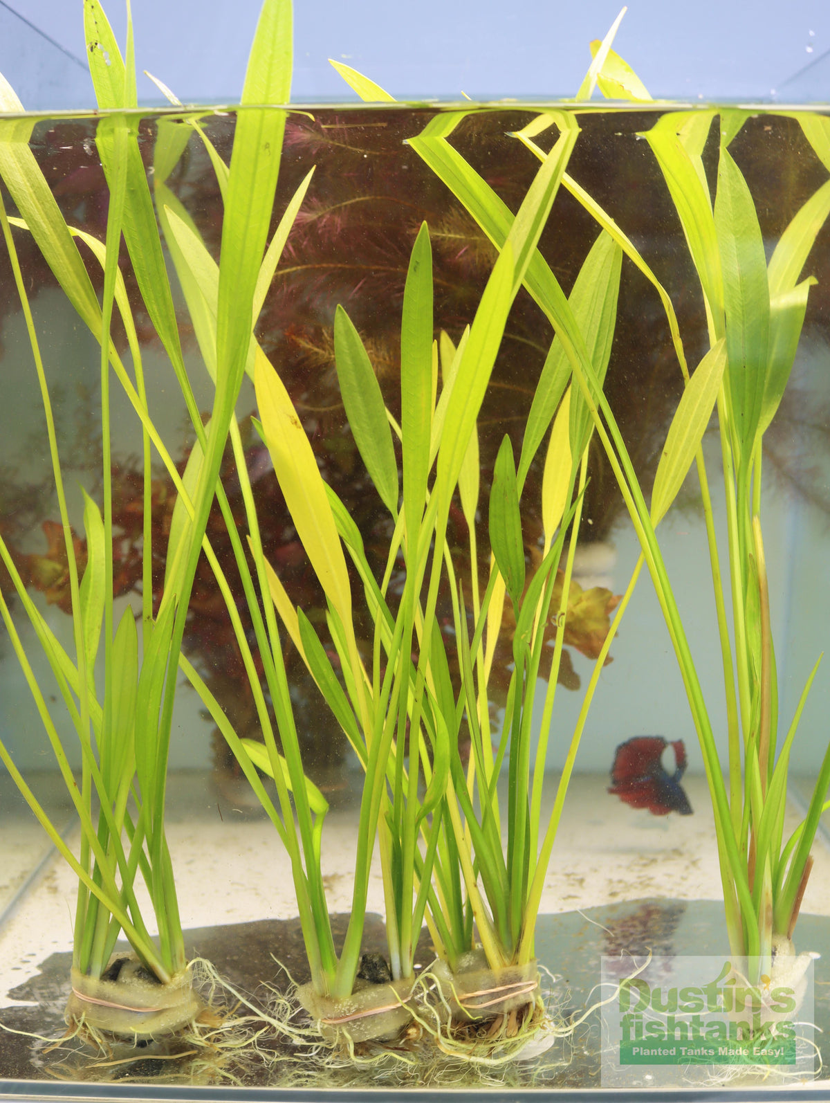 Live Aquarium Plant product image 6