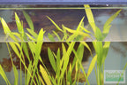 Live Aquarium Plant product image 7