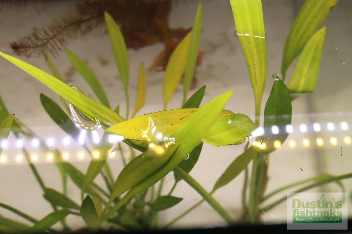 Live Aquarium Plant product image 8