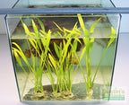 Live Aquarium Plant product image 9