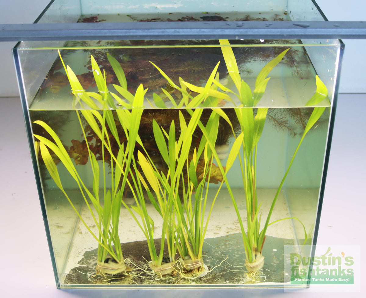 Live Aquarium Plant product image 9
