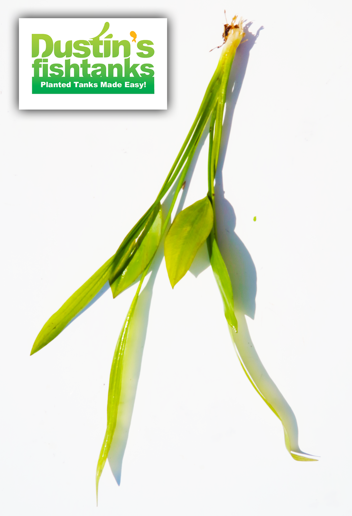 Live Aquarium Plant product image 10