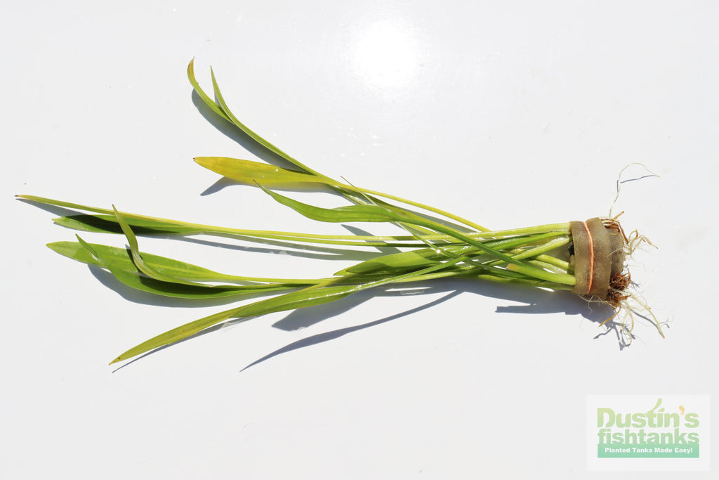 Live Aquarium Plant product image 11