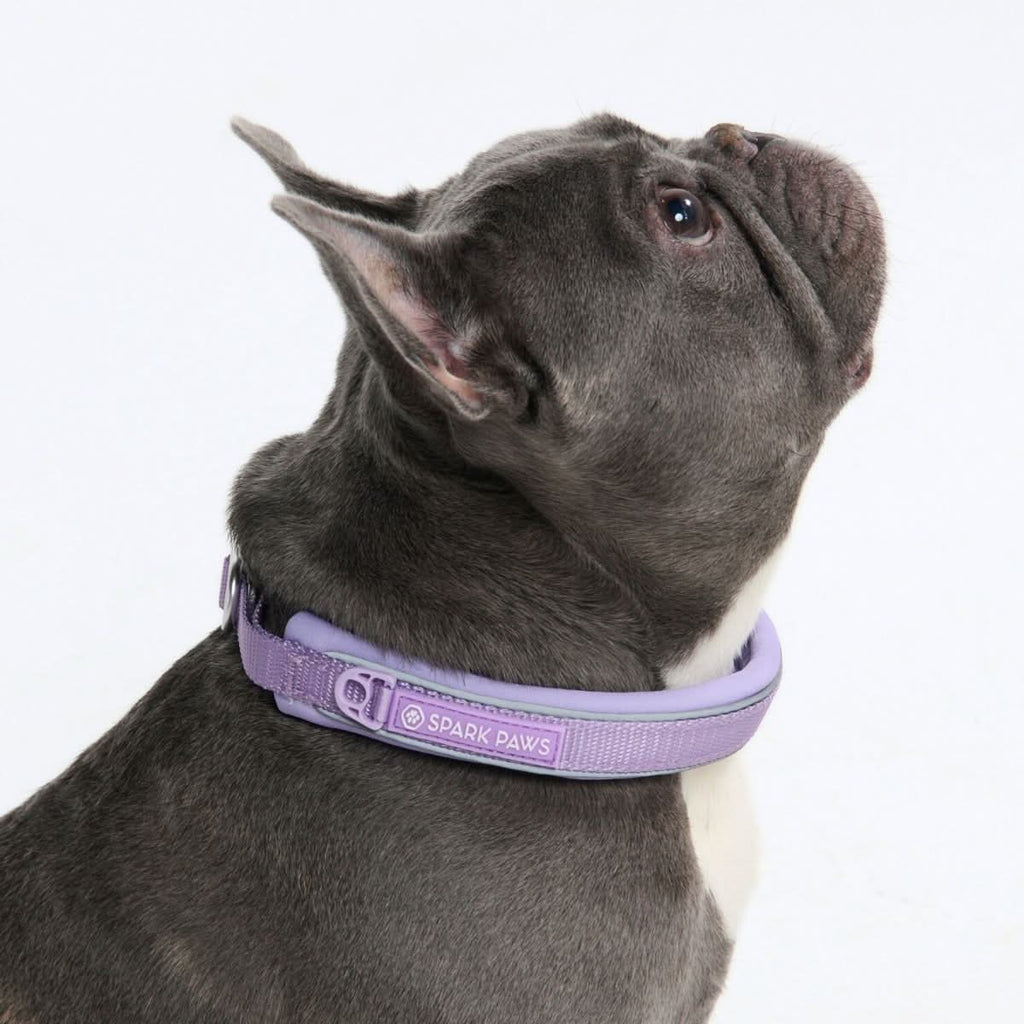 Martingale Dog Collar product image 3