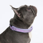 Martingale Dog Collar product image 3