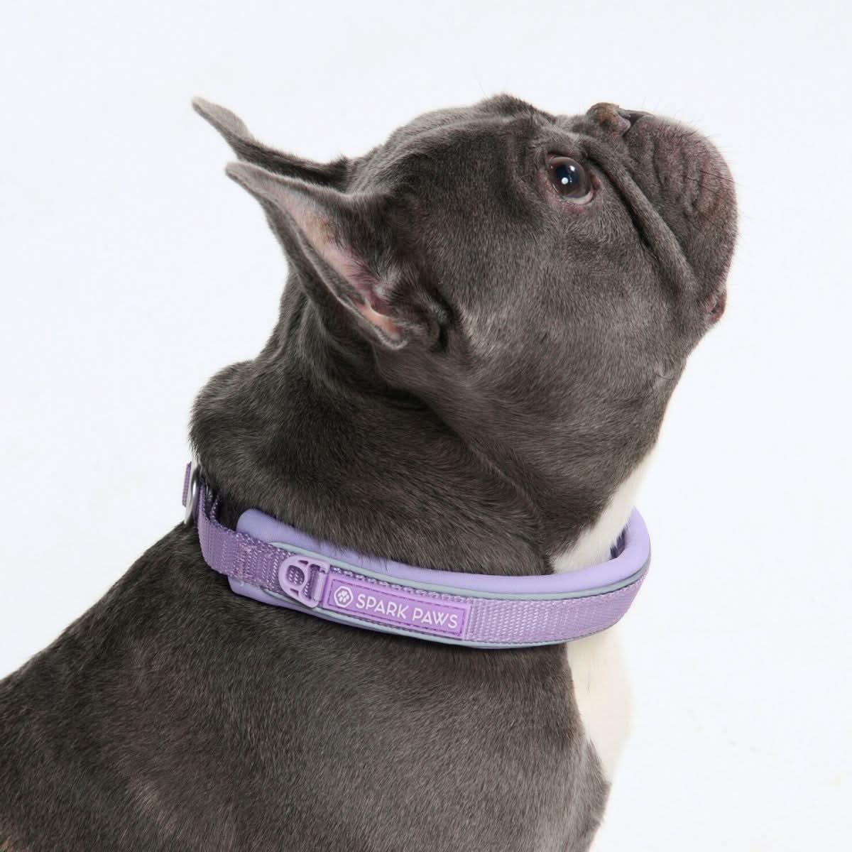 Martingale Dog Collar product image 3