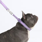 Martingale Dog Collar product image 4