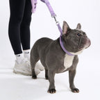 Martingale Dog Collar product image 5