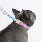 Dog Collars product image 3