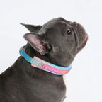 Dog Collars product image 4