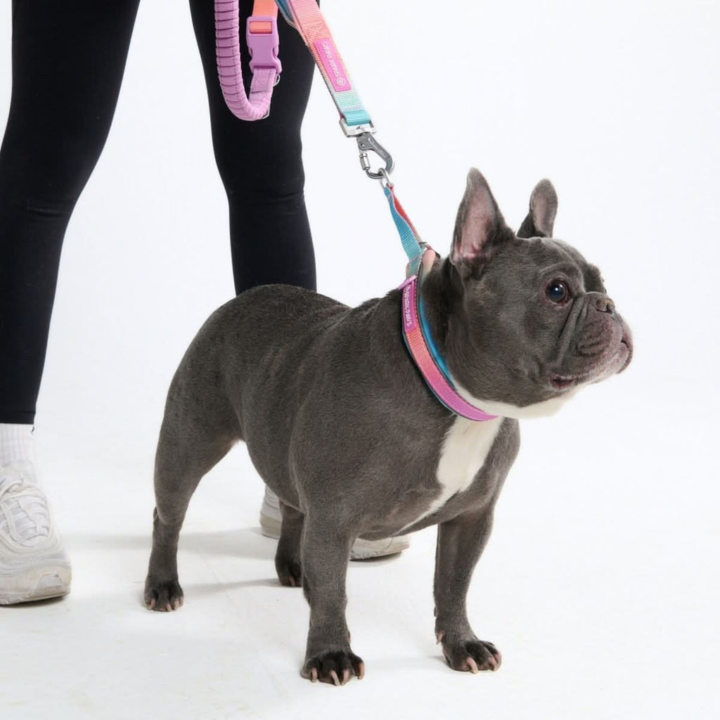 Dog Collars product image 5