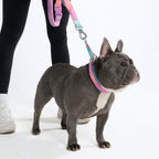 Dog Collars product image 5
