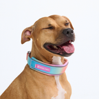 Dog Collars product image 8