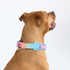 Dog Collars product image 9