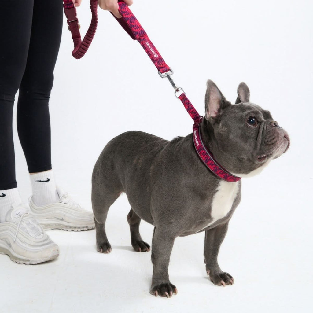Martingale Dog Collar product image 5