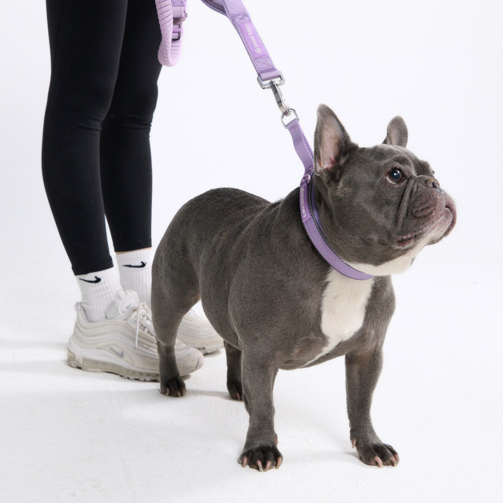 Hands-Free Dog Leash product image 8