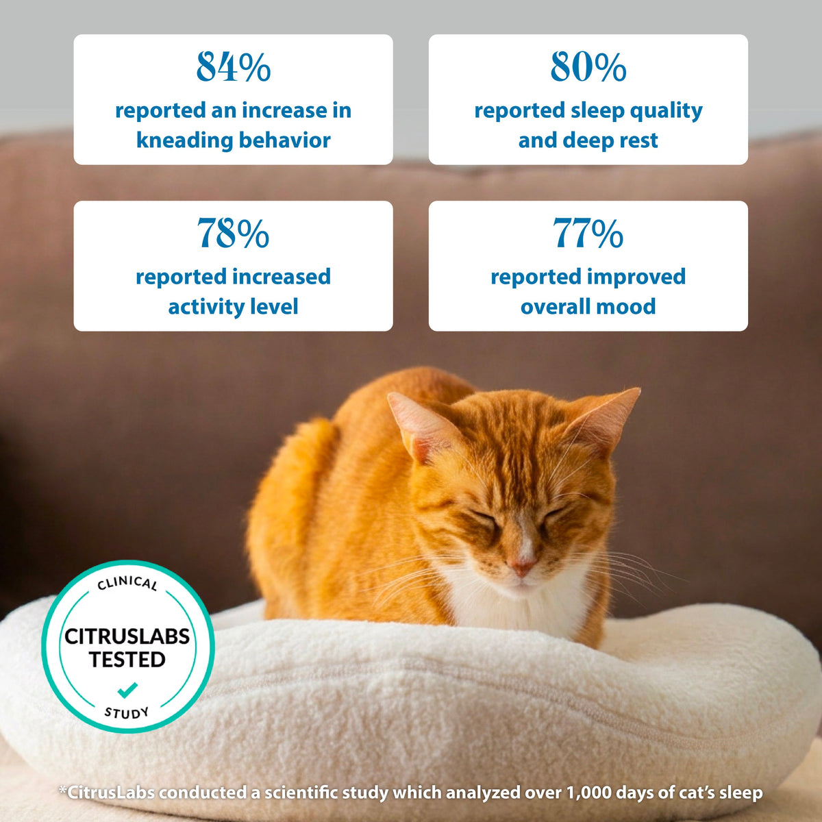 Orthopedic Cat Bed product image 3