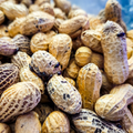 Peanut Beetle Culture product image 1