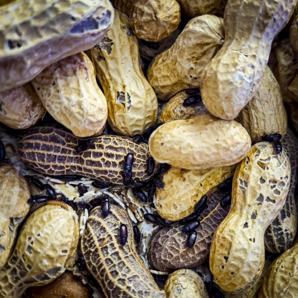 Peanut Beetle Culture product image 1