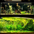 Using our Growth Juice and our LED Lights