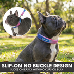 Martingale Dog Collar Set product image 4