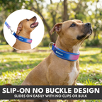 Martingale Dog Collar Set product image 5