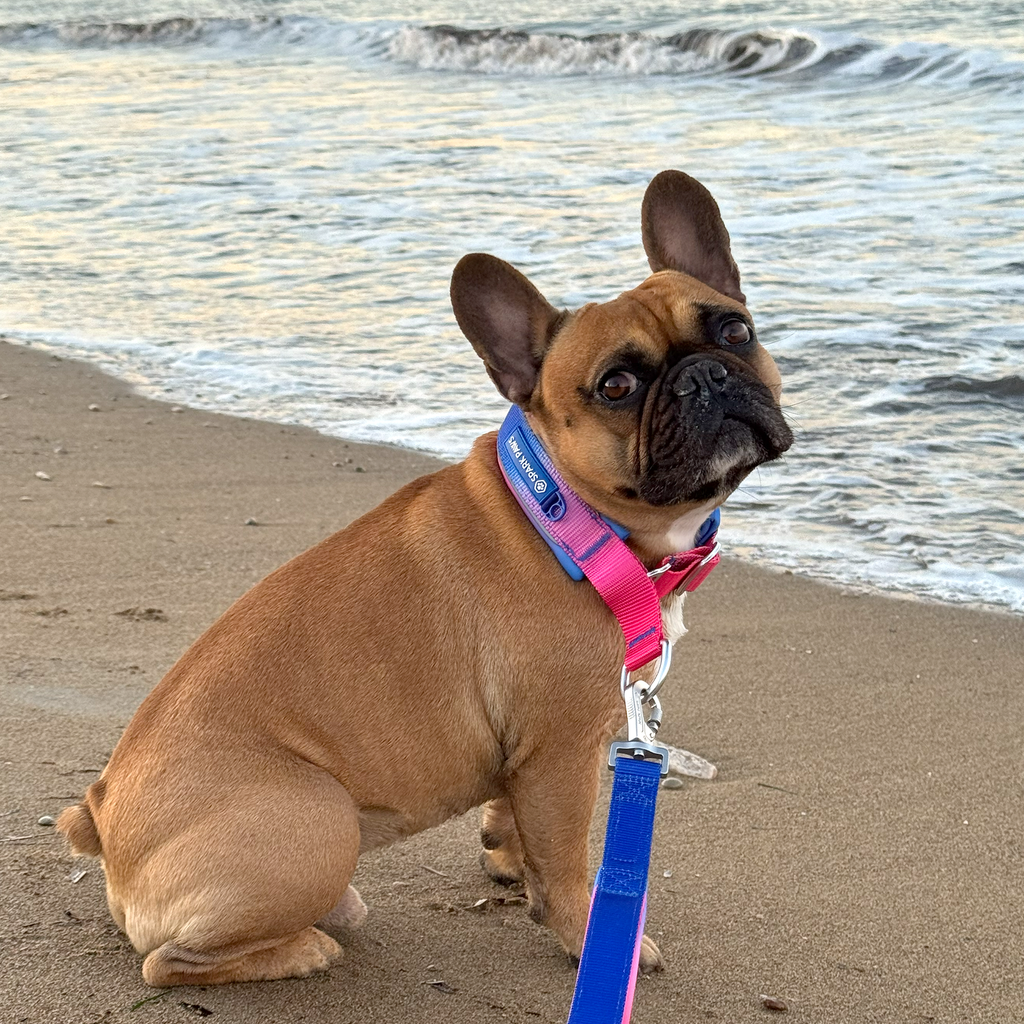 Martingale Dog Collar Set product image 9