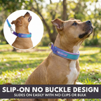 Martingale Dog Collar Set product image 15