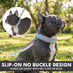Martingale Dog Collar Set product image 23