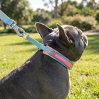 Martingale Dog Collar Set product image 29