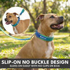 Martingale Dog Collar Set product image 34