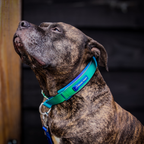 Martingale Dog Collar Set product image 38