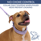 Martingale Dog Collar Set product image 59