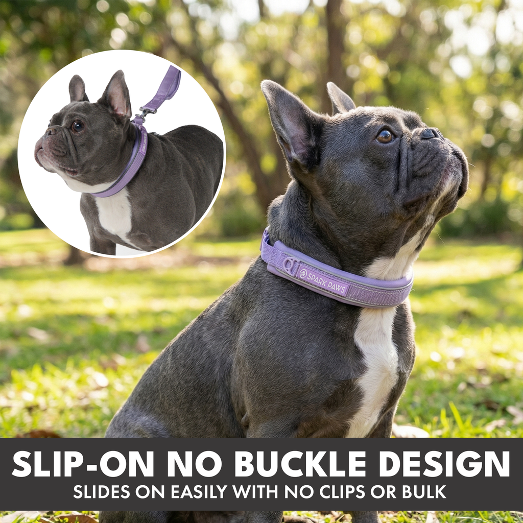 Martingale Dog Collar Set product image 60
