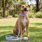 Martingale Dog Collar Set product image 65