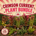 Aquarium Plant Bundle product image 1
