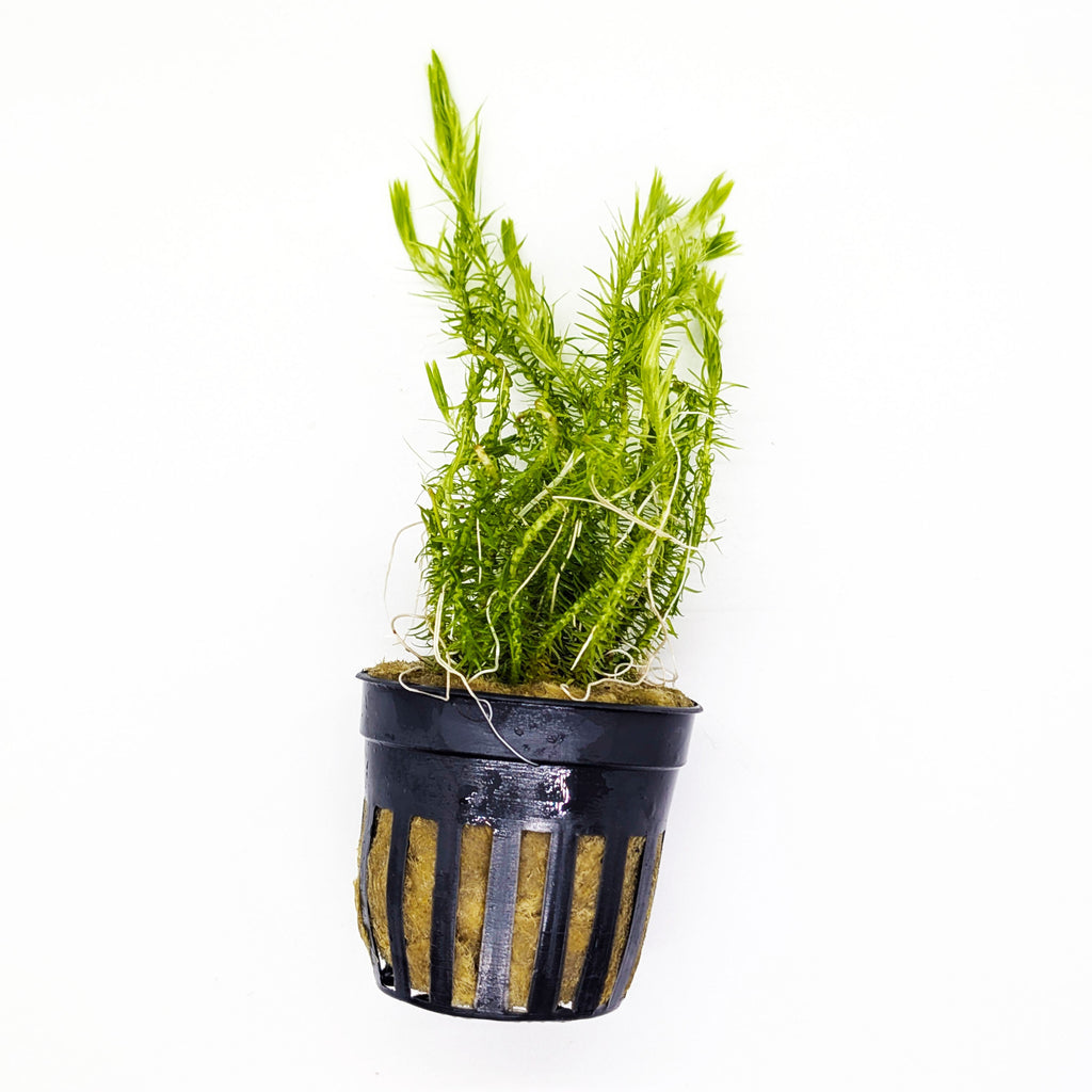 Aquarium Plant Bundle product image 3