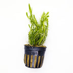 Aquarium Plant Bundle product image 3