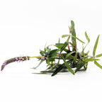 Aquarium Plant Bundle product image 4