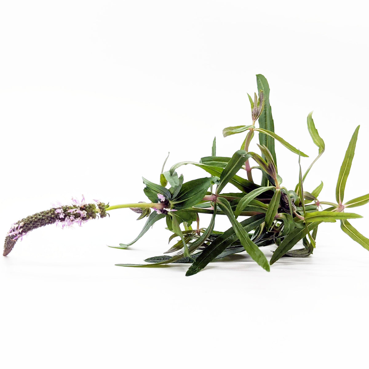 Aquarium Plant Bundle product image 4