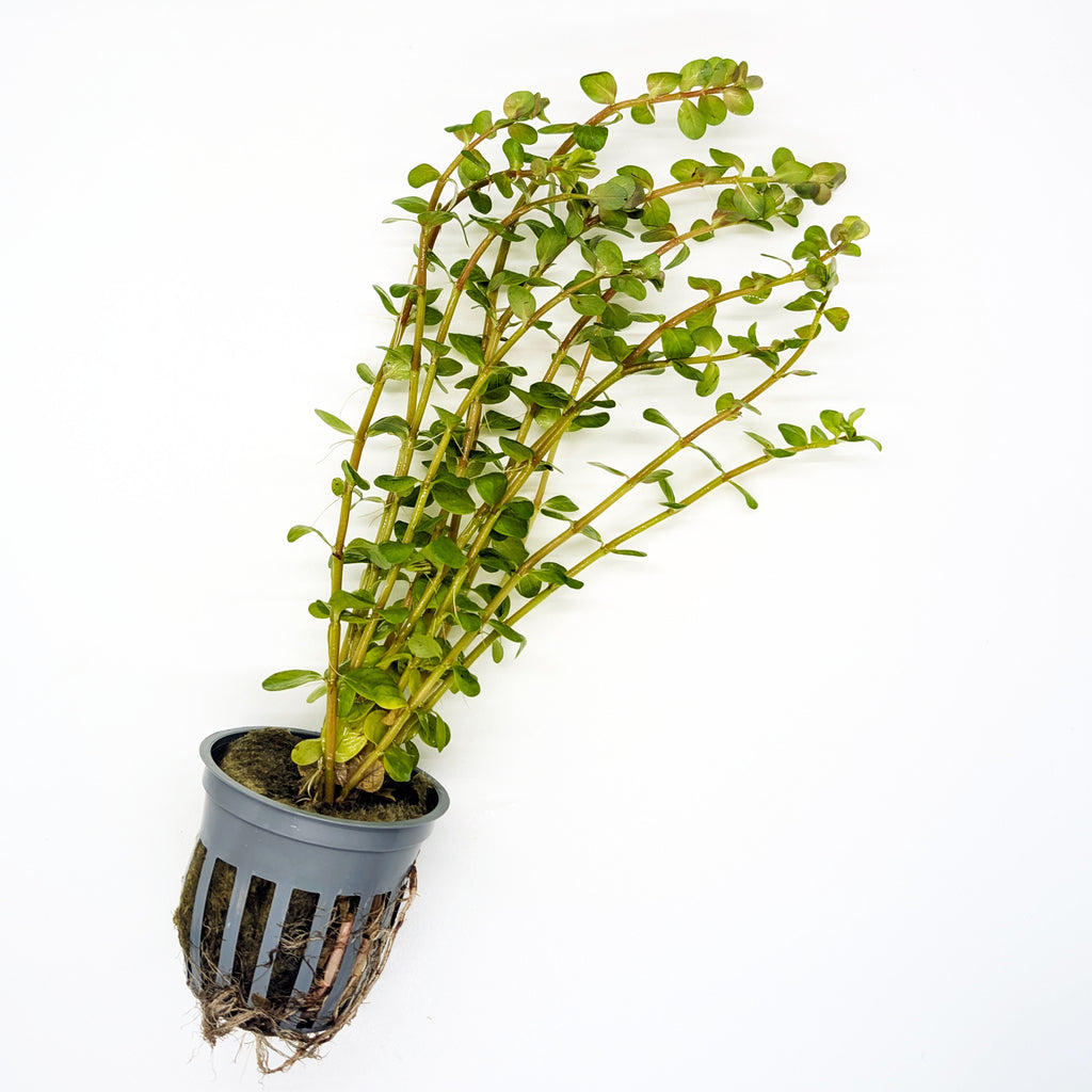 Aquarium Plant Bundle product image 5