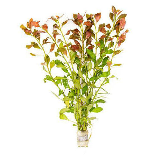 Aquarium Plant Bundle product image 6