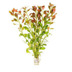 Aquarium Plant Bundle product image 6