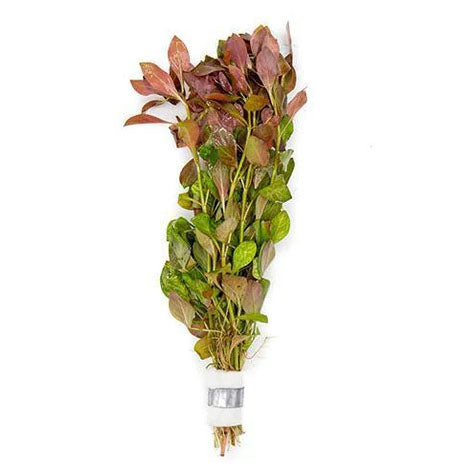 Aquarium Plant Bundle product image 7