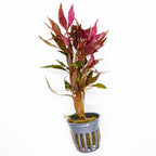 Aquarium Plant Bundle product image 8