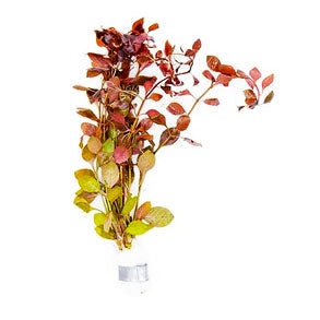 Aquarium Plant Bundle product image 9