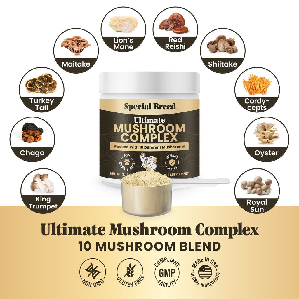 Mushroom Supplement product image 4
