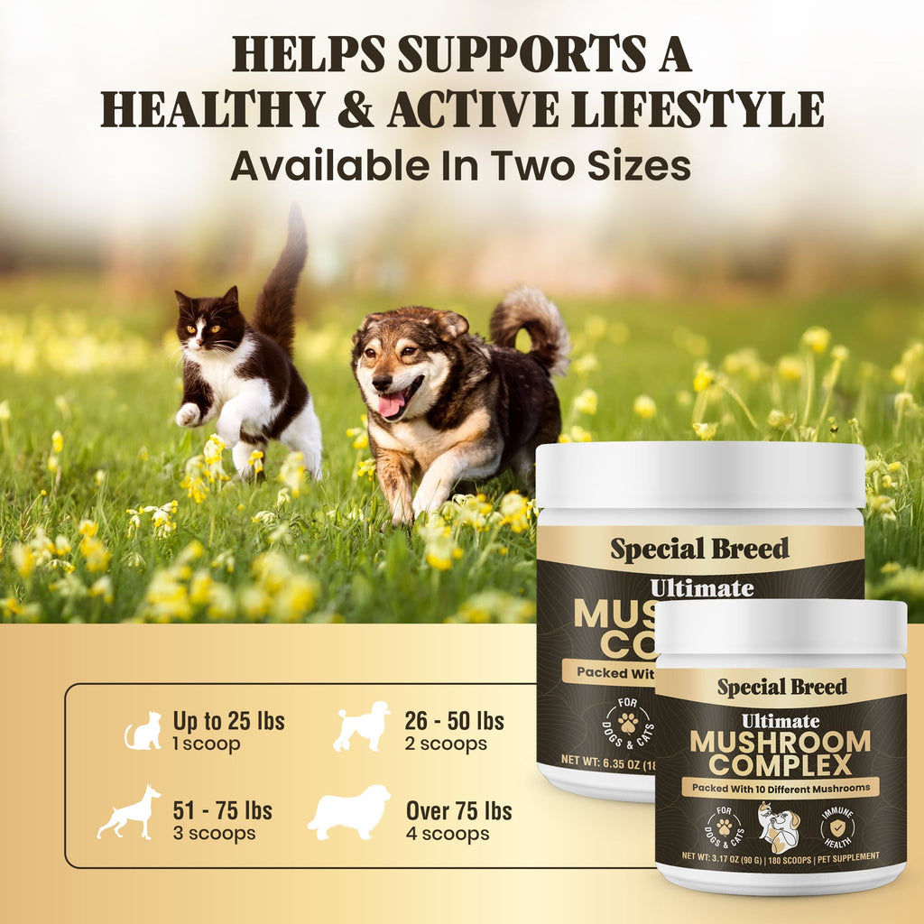 Mushroom Supplement product image 6
