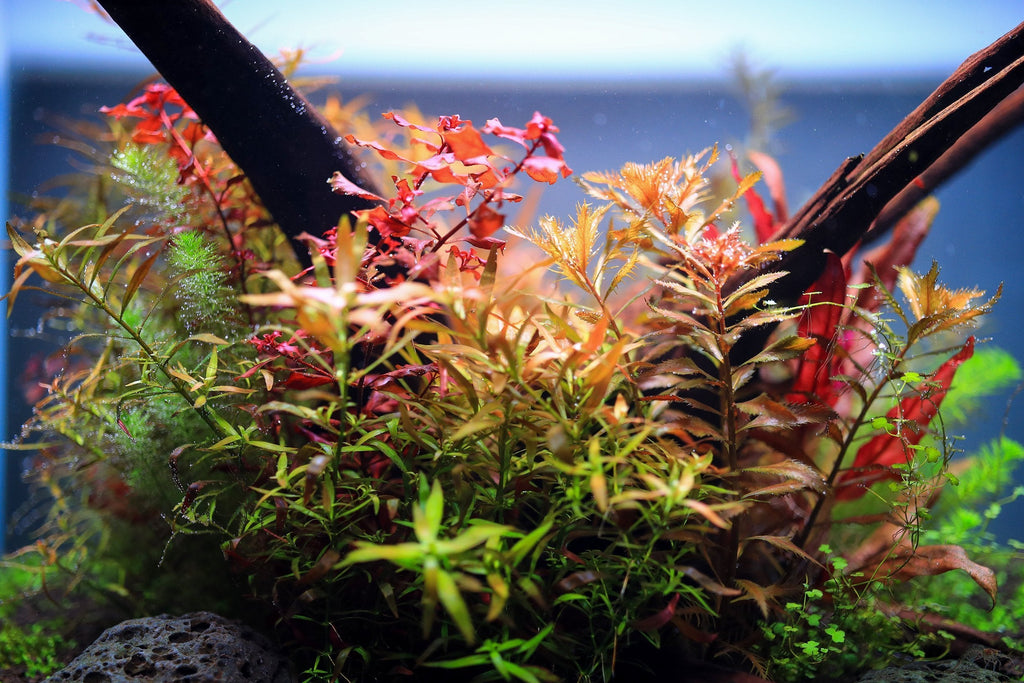 Aquarium Light product image 6